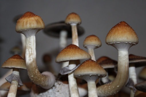 Order B+ Cubensis Mushroom Spores