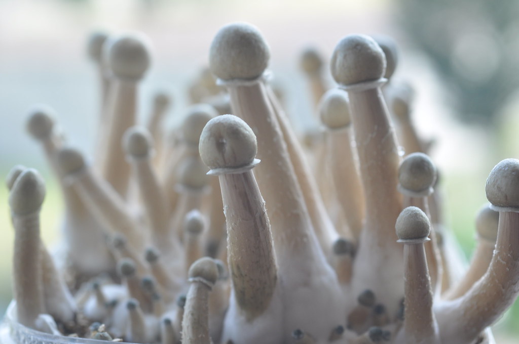 Order Albino A+ Mushrooms Online