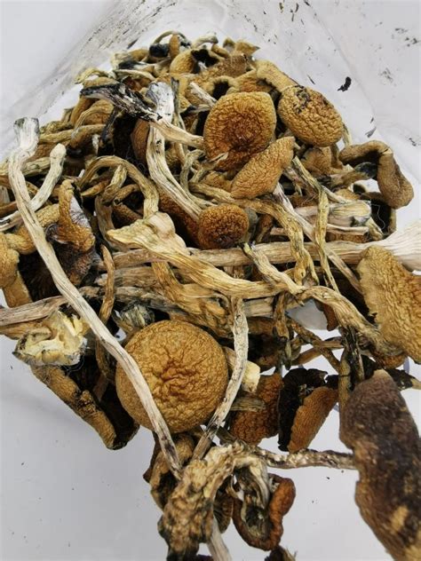 Order Cambodian Cubensis Mushrooms