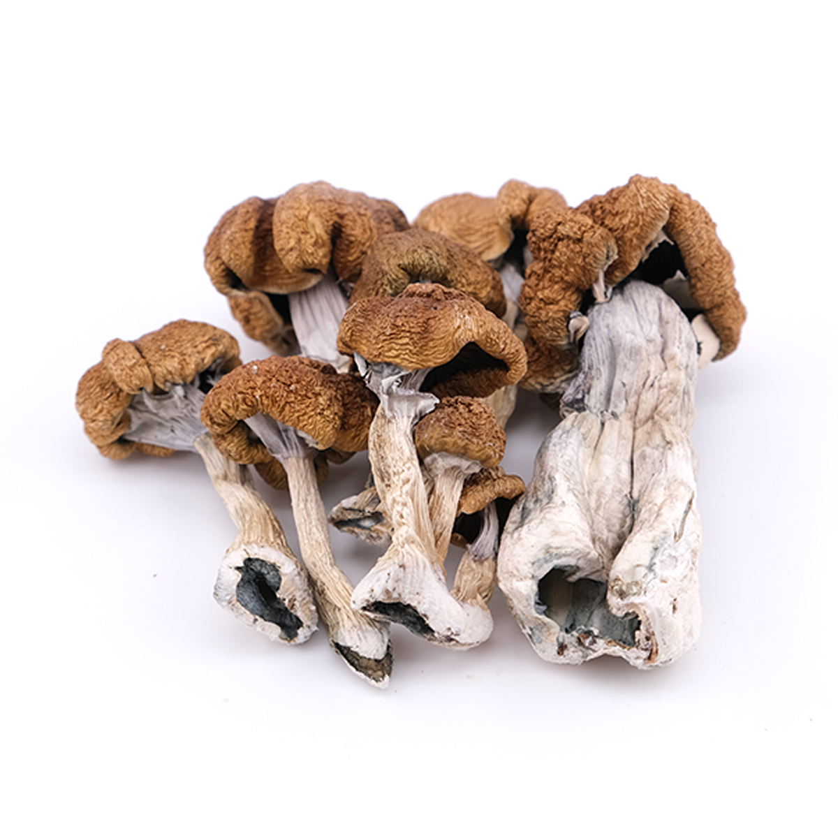Ordre Golden Halo Shrooms Online