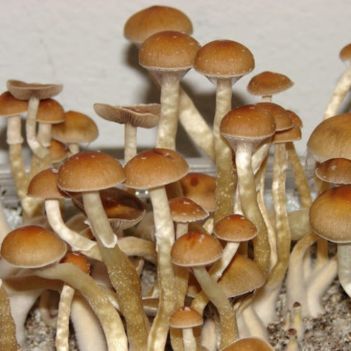 Mexican Dutch King Mushrooms
