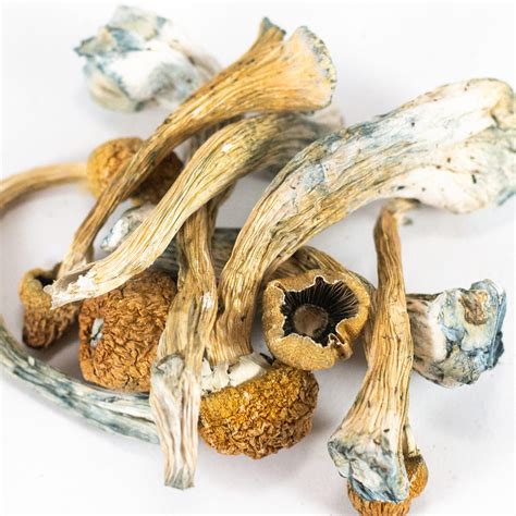 Order Tri-colour Ecuadorian Shrooms Online
