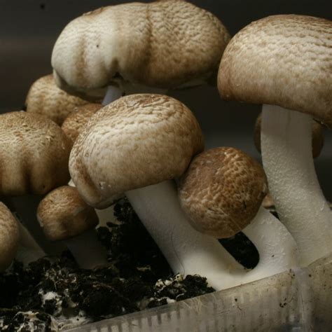 Order Agaricus Magic Mushroom