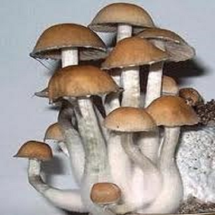 Order Ban Hua Thanon Magic Mushrooms