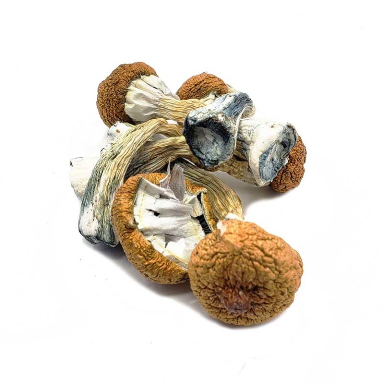 Panaeolus Cyanescens Online