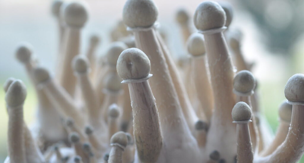 Order Albino A+ Mushrooms Online