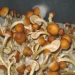 Order Golden Teacher Mushroom