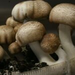 Order Agaricus Magic Mushroom